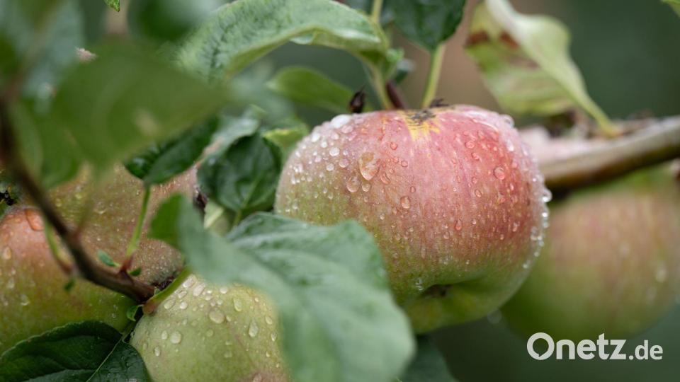 Apfelsaison in Sachsen: Äpfel hängen mit Regentropfen bedeckt an einem Baum auf einer Plantage. Bild: Sebastian Kahnert/dpa