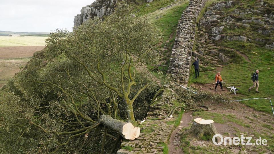 Im September 2023 wurde er nachts von zwei Männern gefällt. Der Vorfall sorgte für große Betroffenheit in Großbritannien und weit darüber hinaus. (Archivfoto) Bild: Owen Humphreys/Press Association/dpa