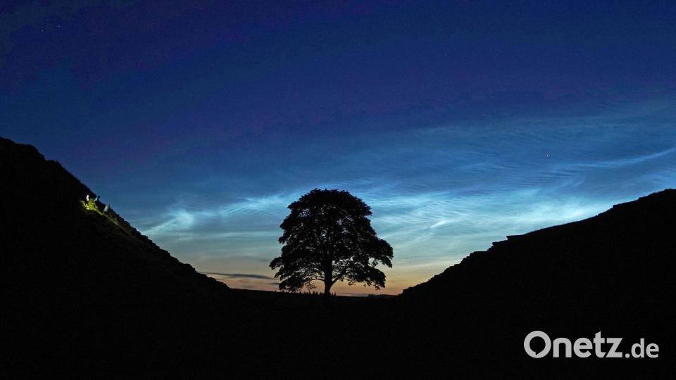 Der Sycamore Gap Tree in England war einst ein beliebtes Fotomotiv. (Archivfoto) Bild: Owen Humphreys/PA Wire/dpa