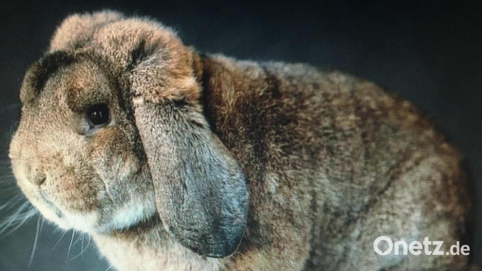 Der Kleintierzuchtverein B754 "Edle Rasse" feiert am 6. September 100-jähriges Bestehen. Züchter aus dem Verein haben mit ihren Kaninchen schon mehrmals Deutsche-Meister-Titel gewonnen. Bild: Horst Renner