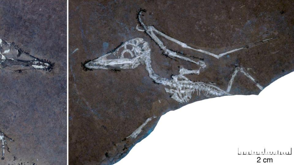 UV-Licht auf den Knochen macht deutlich, dass Pterodactylus-Schlüpfling Lucky einen gebrochenen Flügel hat. Bild: -/University of Leicester/EurekAlert/dpa
