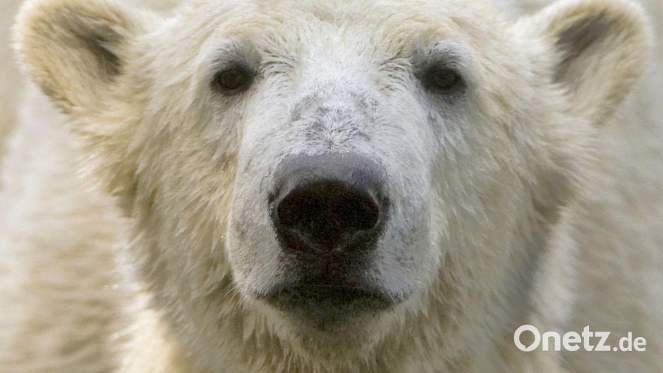 Bei Eisbär Knut spielten die Besucher und Medien des Berliner Zoos lange verrückt. (Archivbild) Bild: picture alliance / dpa