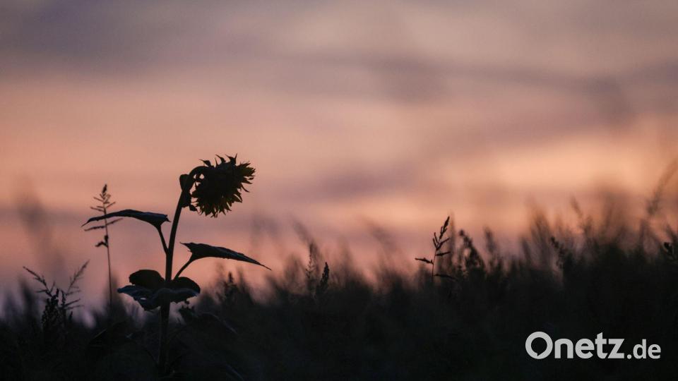 Eine einzelne Sonnenblume ragt bei Sonnenaufgang aus einem Feld. Bild: Thomas Warnack/dpa
