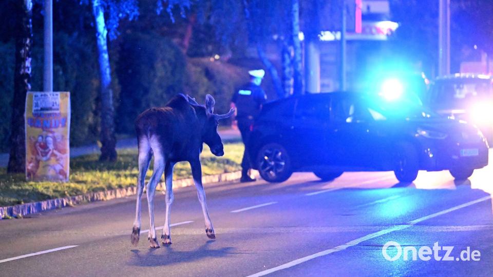 Der Elch hält Polizei und Medien auf Trab. Bild: Helmut Fohringer/APA/dpa