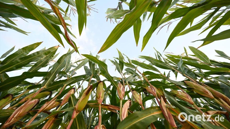 In Ostfriesland steht der Mais kurz vor seiner Ernte, die Pflanzen sind hoch gewachsen. Bild: Lars Penning/dpa