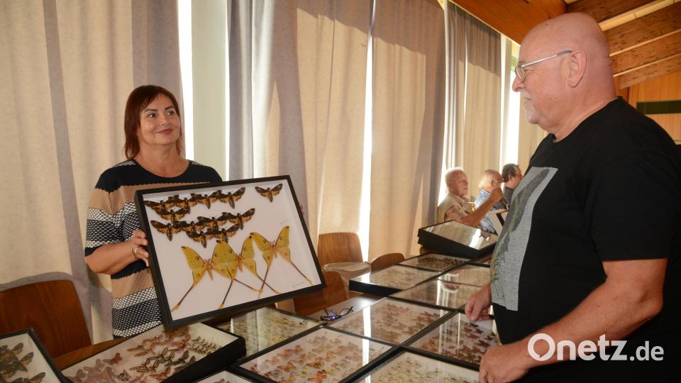 Manfred Ströhle, Zweiter Vorsitzender des Entomologischen Arbeitskreises Weiden, und eine Sammlerin aus Tschechien. Am Sonntag, 14. September, gibt es in der Mehrzweckhalle Floß wieder eine internationale Insektenausstellung. Archivbild: bey