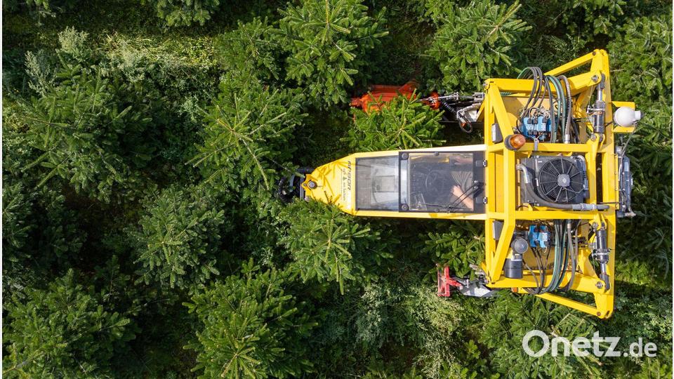 Mit seinem Baumschultraktor fährt Robert Kleinstäuber vom Weihnachtsbaumhandel „een Baum aus Sachsen“ durch eine Plantage mit Nordmanntannen. Bild: Robert Michael/dpa