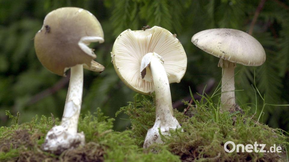 Grüne Knollenblätterpilze sind extrem giftig - und ähneln harmlosen Champignons. (Archivbild) Bild: Bernd Wüstneck/dpa-Zentralbild/dpa