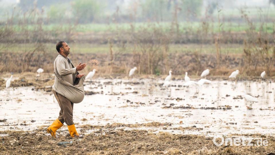 In Ägypten trifft die Wasserknappheit vor allem die Landwirtschaft. Bild: Christophe Gateau/dpa