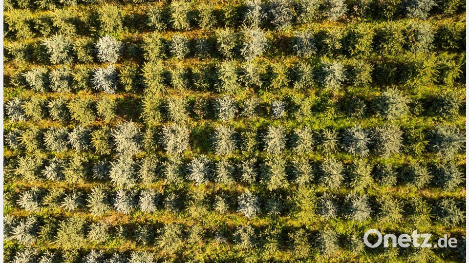 Nordmanntannen sind die beliebtesten Weihnachtsbäume in Deutschland, doch auch Blaufichten wie hier in Sachsen zieren zum Fest manche Stube. Bild: Robert Michael/dpa