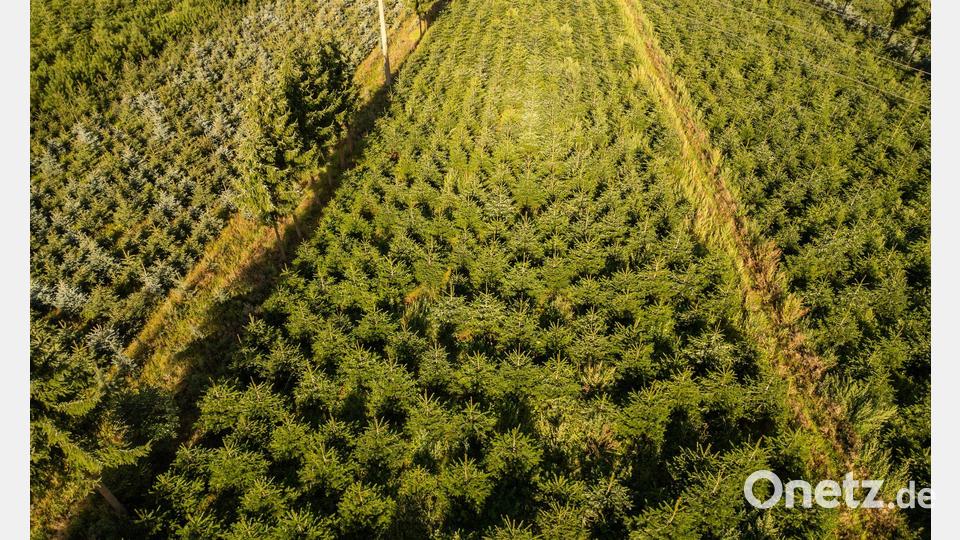 Nordmanntannen wachsen in einer Plantage in Sachsen zu Weihnachtsbäumen heran. Bild: Robert Michael/dpa