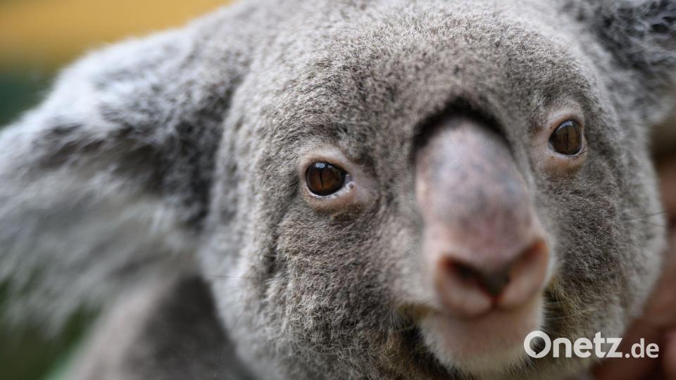 Koalas sind vielerorts in Australien stark bedroht. (Archivbild) Bild: Robert Michael/dpa