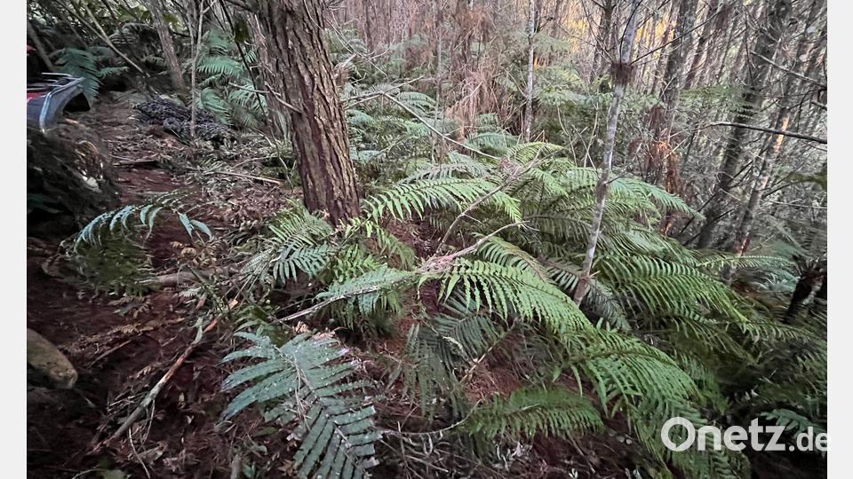 Die abgelegenen Wälder in der Region sind von dichten Farnen bewachsen. Bild: NZ Police/dpa