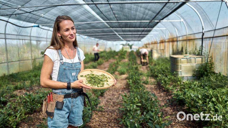 Bei der Ernte ist Handarbeit gefragt. Bild: Michael Ukas/dpa