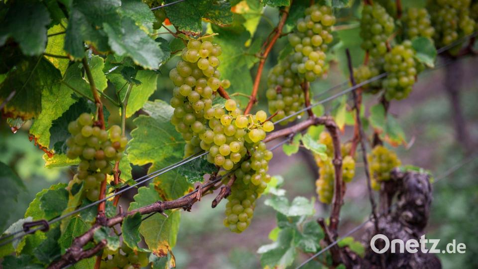 Ausländische Weine sind in Deutschland immer stärker gefragt. Das bereitet auch den fränkischen Winzern Probleme. Bild: Daniel Vogl/dpa