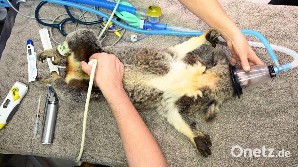 Bisher konnten Tierärzte den ikonischen Beuteltieren oft nicht helfen - der Impfstoff soll das ändern. Bild: Darren England/AAP/dpa