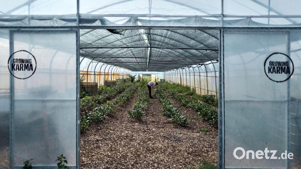 In Folientunneln können die Pflanzen geschützt wachsen. Bild: Michael Ukas/dpa