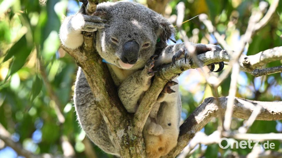 Koalas sind in Australien immer mehr bedroht - auch wegen Chlamydien. Bild: Darren England/AAP/dpa