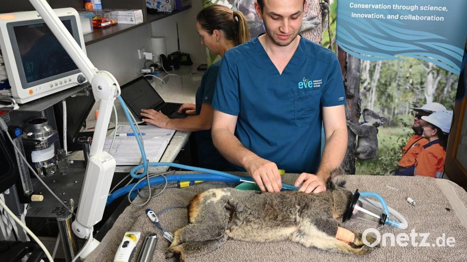 Tierärzte sagen, es sei traumatisch, die Folgen einer Chlamydien-Infektion bei Koalas zu sehen. Bild: Darren England/AAP/dpa