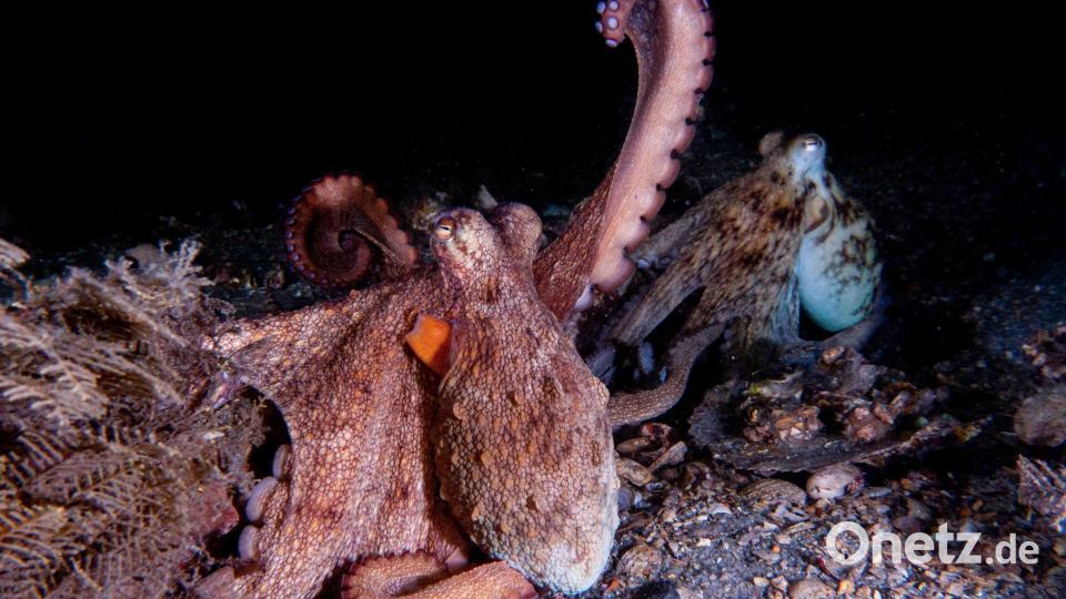 Oktopusse setzen ihre Vorderarme häufiger zum Erkunden ein, die hinteren dagegen eher zur Fortbewegung. Bild: Chelsea Bennice/Florida Atlantic University/dpa