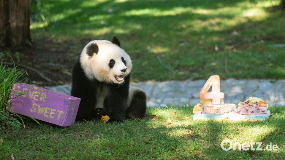 Panda Qing Bao feiert vierten Geburtstag Bild: Hu Yousong/XinHua/dpa
