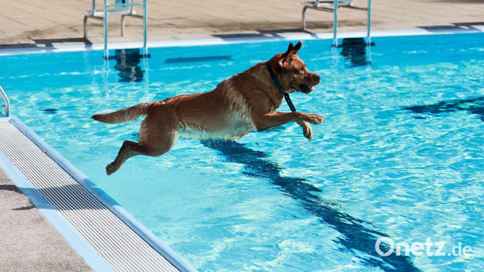 Ein Hund springt ins Ilsestrandbad in Wasserleben. Bild: Matthias Bein/dpa