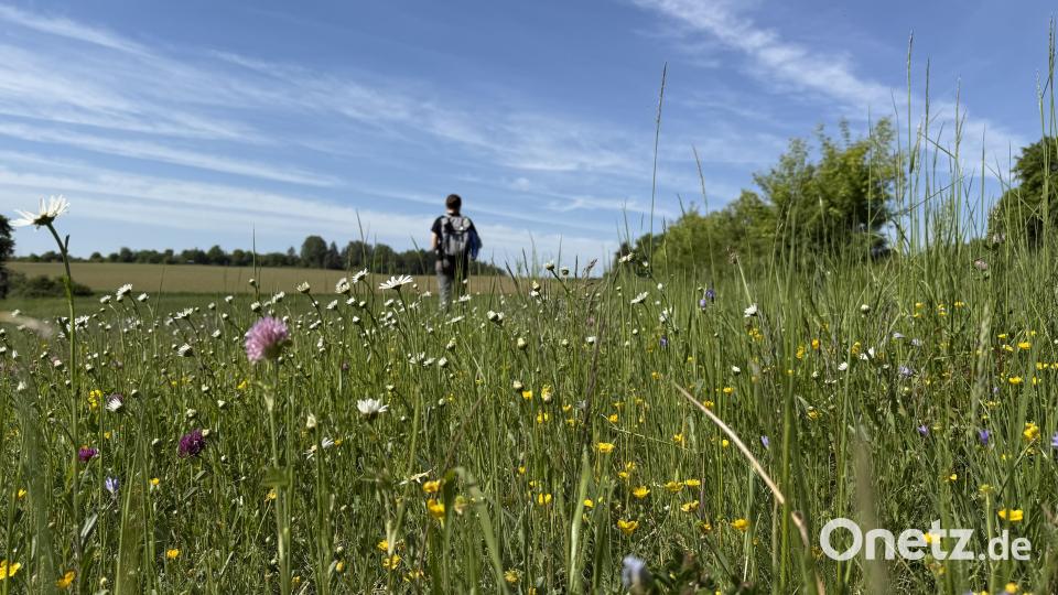 Margeriten, Wiesenklee, Glockenblumen und Hahnenfuß am Wegesrand sind nicht nur schön anzusehen: Wiesen mit Wildblumen sind auch Lebensraum für zahlreiche Insekten. Bild: Hohlheimer