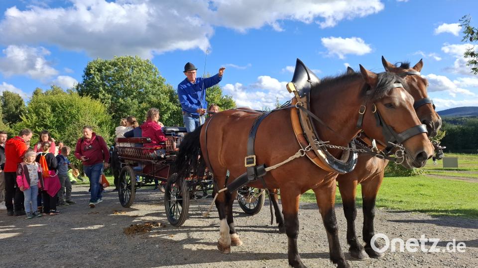 Die beiden Museumspferde ziehen die ständig voll besetzte Kutsche durch das Museumsgelände. Bild: jua