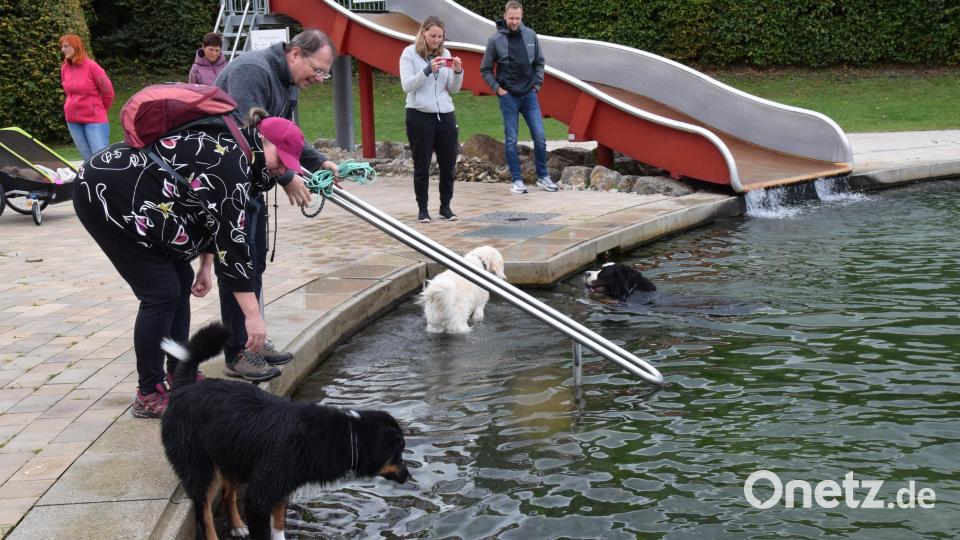 Hundeschwimmen im Naturbad Königstein: Freudig sprangen einige Hunde ins Wasser, schnappten sich ihr Spielzeug und brachten es ihren Besitzern. Bild: hdk