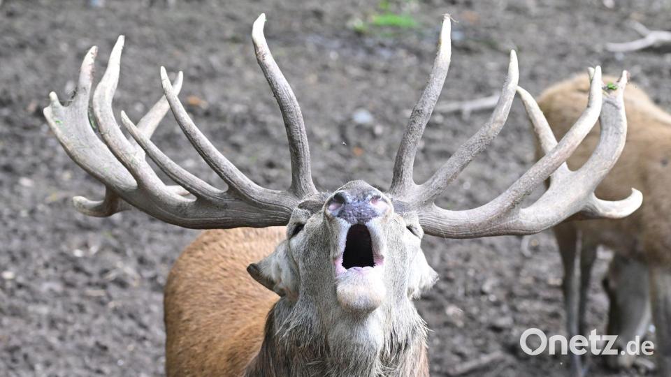 Brunftschrei im Wildparadies Tripsdrill: Hirsch macht auf sich aufmerksam Bild: Bernd Weißbrod/dpa
