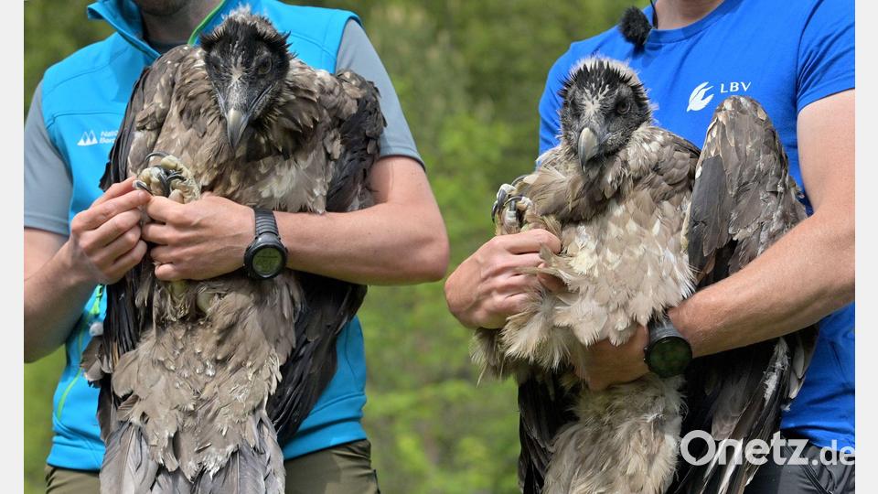 Bavaria gehörte zusammen mit Wally zum ersten Jahrgang der ausgewilderten Bartgeier (Archivbild). Bild: Peter Kneffel/dpa