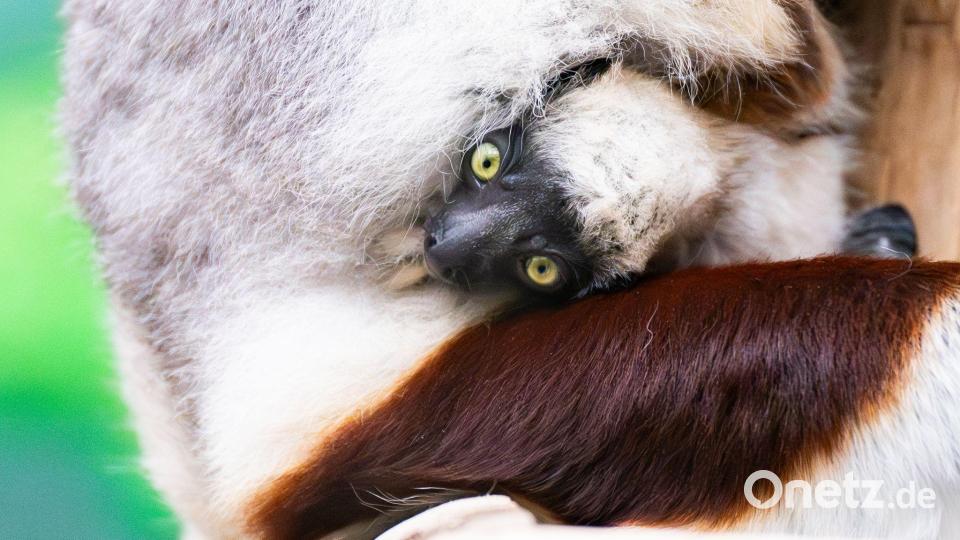 Seltene Geburt im Kölner Zoo: Erstes Coquerel-Sifaka-Baby Europas Bild: Benjamin Westhoff/dpa