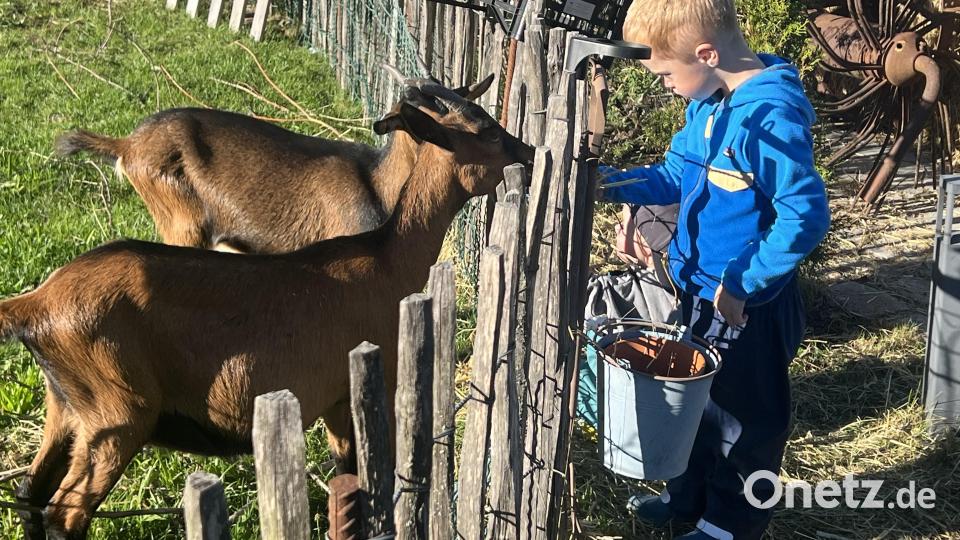 Die Kinder durften auch die Ziegen füttern. Bild: mma