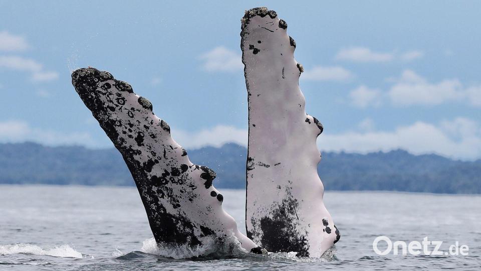 Kolumbien: Buckelwal-Spektakel in Bahía Málaga – Giganten brechen vor der Pazifikküste aus dem Wasser Bild: Santiago Saldarriaga/AP/dpa