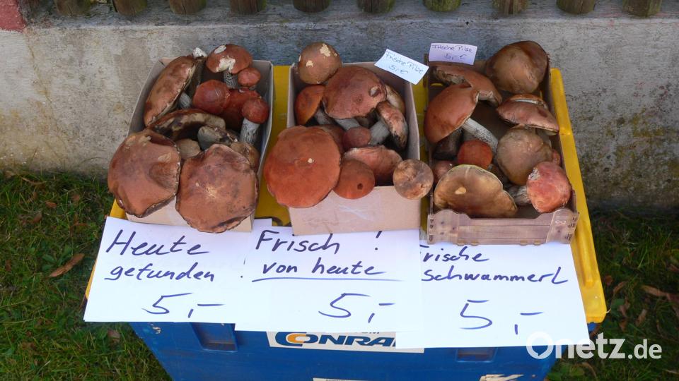 Das gibt es nicht bei jedem Flohmarkt: Schwammerl frisch gesammelt. Bild: mh