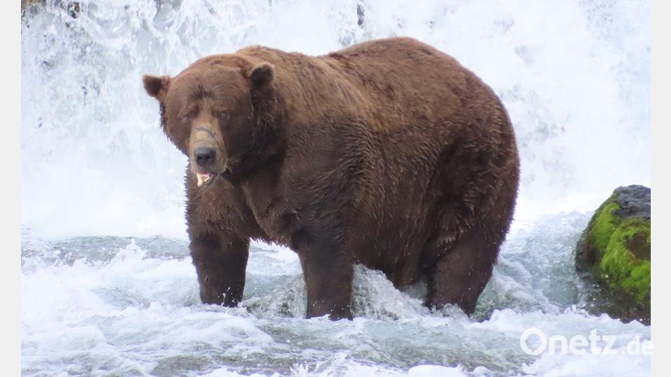 Wird er das Rennen machen?: Braunbär 32 mit Namen Chunk wiegt über 500 Kilogramm und hat eine auffällige Narbe auf der Schnauze. Bild: T. Carmack/Katmai-Nationalpark/dpa