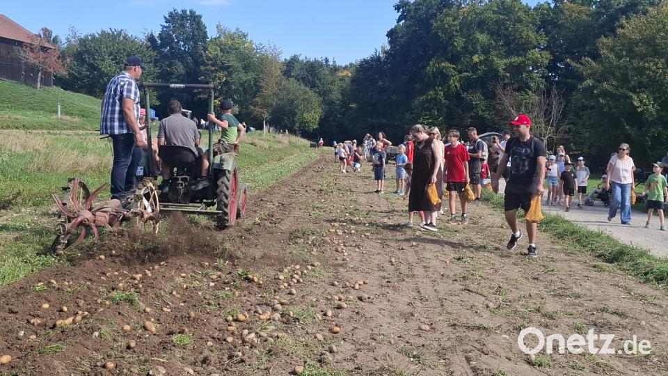 Der Fendt tuckert mit dem Roder über das Feld: Beim Kartoffeltag im Freilandmuseum Oberpfalz werden Kartoffel wie anno dazumal geerntet. Bild: jua