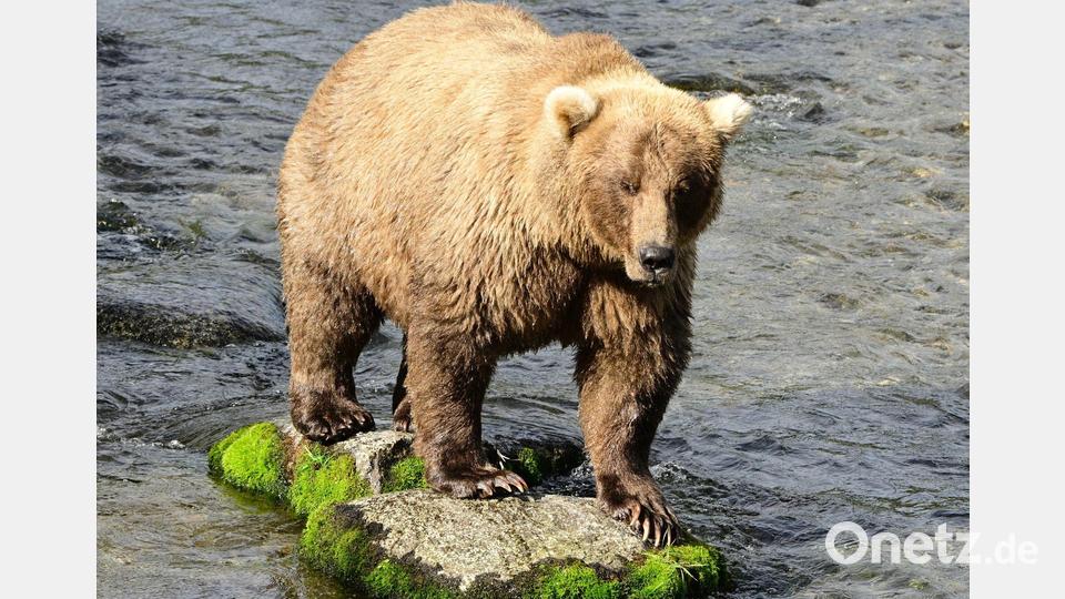 Die massige Siegerin von 2023 und 2024, Braunbärin Grazer (Nummer 128), ist erneut dabei. Bild: Christine Loberg/Katmai-Nationalpark/dpa