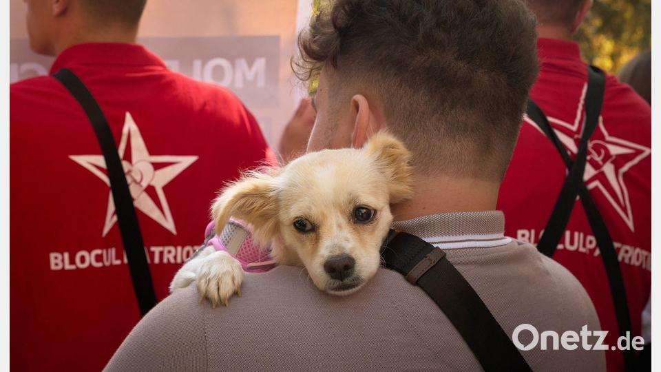 Wird Moldau vor die Hunde gehen? Ein Teilnehmer trägt bei der Kundgebung einer russlandfreundlichen Gruppierung in Chisinau einen Hund. Am 28. September wird in Moldau ein neues Parlament gewählt. Die proeuropäische Präsidentin warnt vor einer Einmischung Russlands. Bild: Vadim Ghirda/AP/dpa