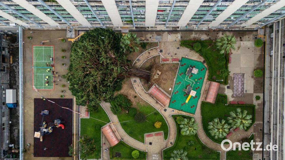 Für Bäume einfach umwerfend: Taifun „Ragasa“ hat in Hongkong in einer Wohnsiedlung gewütet und ein Baum ist umgestürzt. Bild: Vernon Yuen/Nexpher via ZUMA Press Wire/dpa