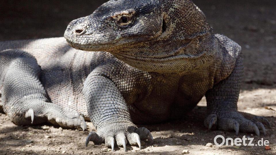 Komodo-Warane sind offiziell als „gefährdet“ eingestuft. (Archivbild) Bild: Matthys/epa/dpa