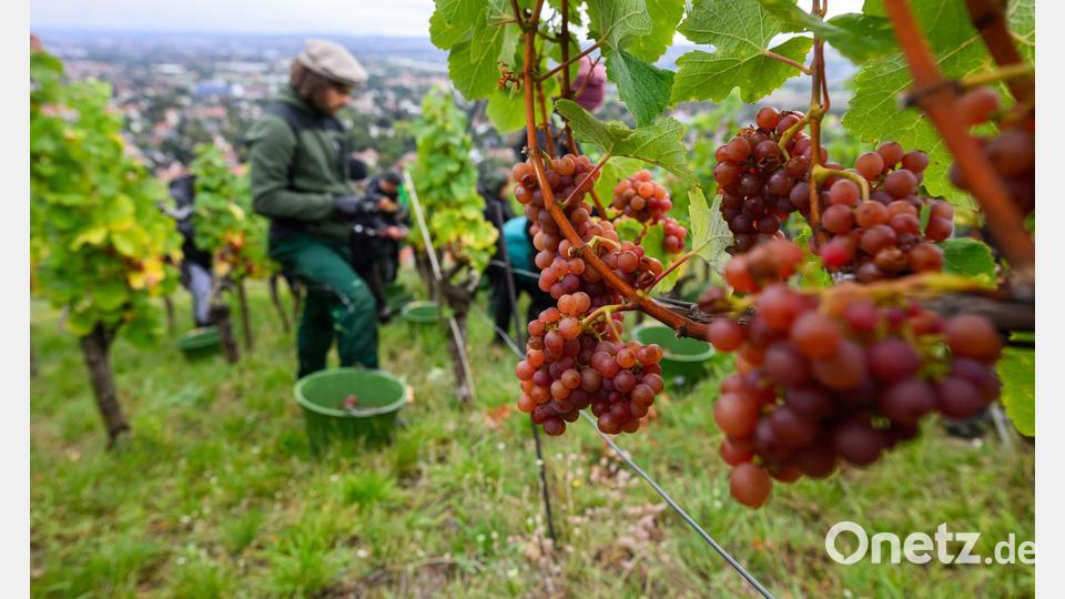 Trauben der Sorte Traminer werden bei der Weinlese in Sachsen geerntet. Bild: Robert Michael/dpa