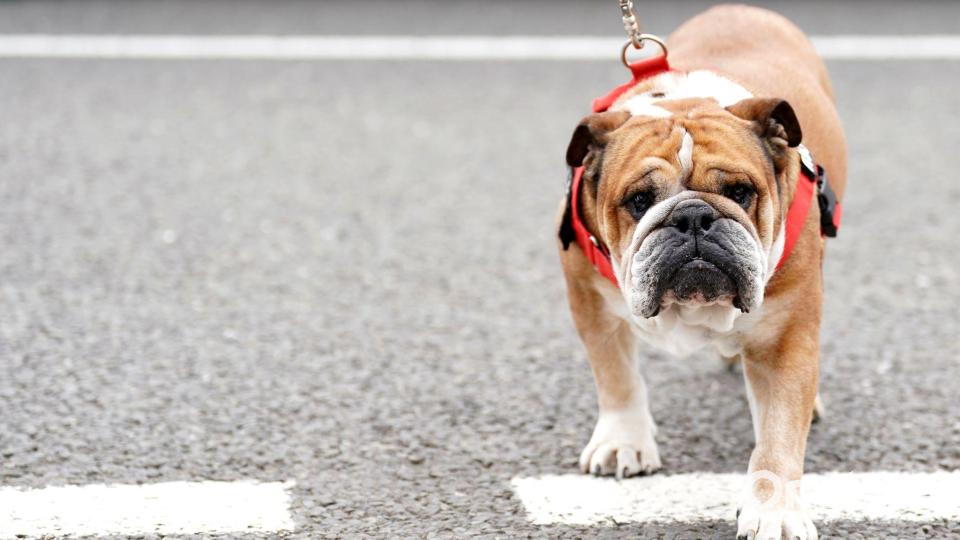 Lewis Hamilton bangt um seinen Hund. (Archivbild) Bild: Tim Goode/PA Wire/dpa
