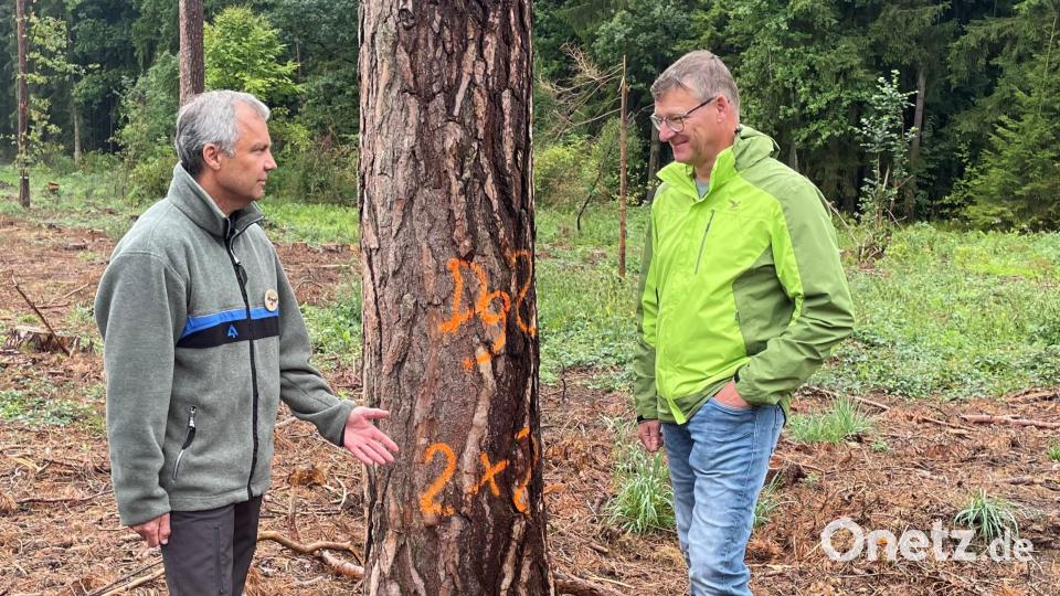 Revierförster Reinhold Weigert und Waldbesitzer Markus Liebl auf dem Waldstück, in dem bald klimaangepasste Baumarten gepflanzt werden sollen. Bild: Armin Hofbauer/AELF Regensburg-Schwandorf