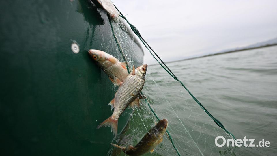 Rotaugen sind nicht nur als Speisefisch beliebt, sie sollen auch die rasante Ausbreitung der Quagga-Muscheln im Bodensee bremsen. (Archivbild) Bild: Felix Kästle/dpa
