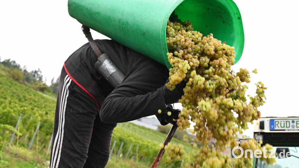 Von Baden bis zum Rheingau ist die Weinlese schon beendet. Bild: Arne Dedert/dpa