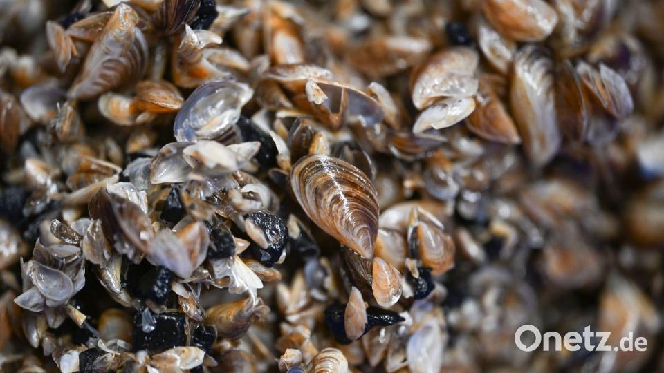 Die kleinen Muscheln entwickeln sich zum Problemfall. (Archivbild) Bild: Felix Kästle/dpa