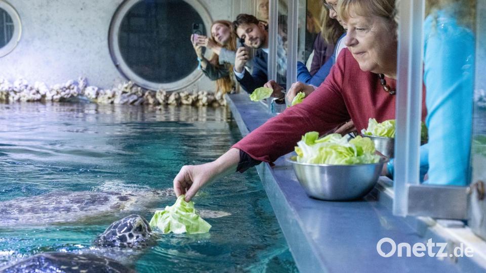 Stralsund: Ex-Kanzlerin Angela Merkel füttert Schildkröte bei Rundgang durch das Meeresmuseum Bild: Stefan Sauer/dpa