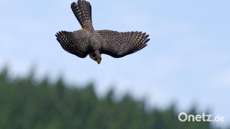 Neuseelandfalken jagen mit einer Geschwindigkeit von bis zu 200 Stundenkilometern. Bild: Craig McKenzie/Forest and Bird/dpa