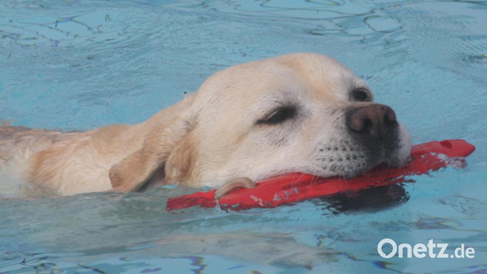 Spielzeug apportieren im 18 Grad kalten Wasser macht den Hunden Spaß. Bild: Hirsch